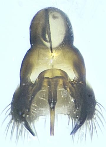 Réf. 336 716 : Thripomorpha coxendix